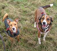 dogs on a walk