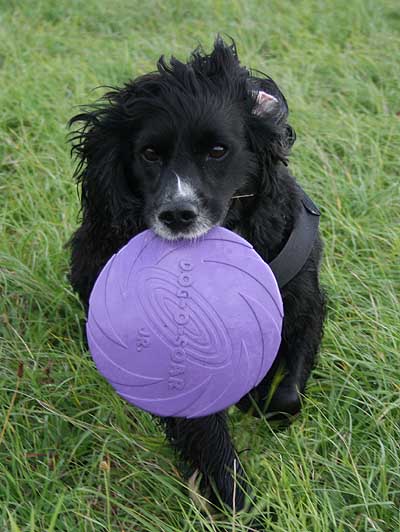 Field Spaniel with frisbee